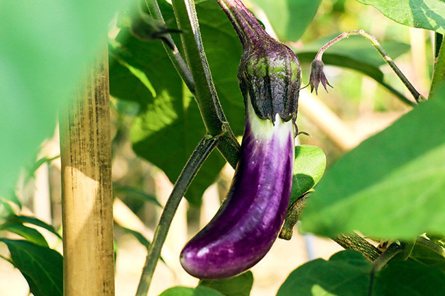 菜园里的紫色茄子图片