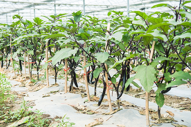 茄子种植大棚高清图