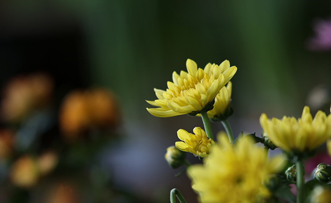 菊花特写图片