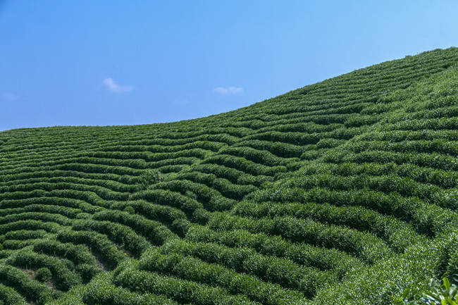 茶山田园图片素材