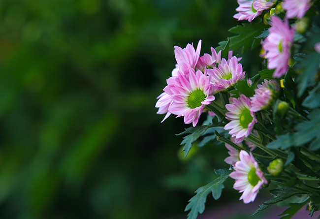 图片介绍当前图片:夏菊图片,主题为夏菊,可用作北京夏菊,菊花图片