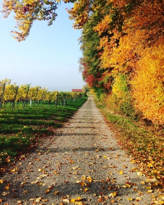 秋季葡萄园风景图片