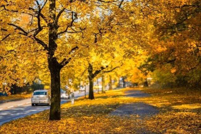 秋天落叶树林风景图片素材