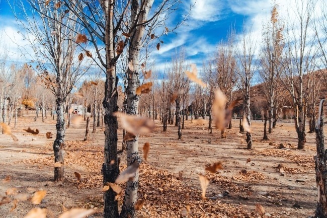 秋天树林风景图片素材