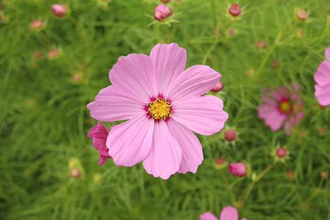 粉色格桑花高清摄影