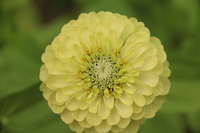 绿色百日菊花朵高清