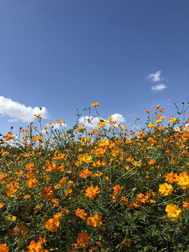 蓝天下波斯菊花海