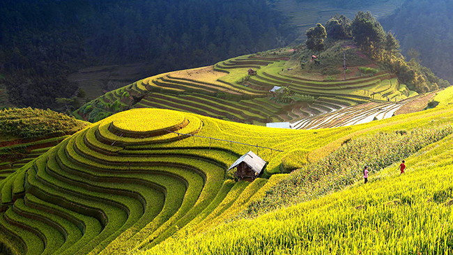 美丽梯田风景摄影高清图片素材