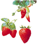 草莓PSD素材