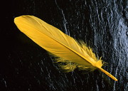 黄色羽毛图片