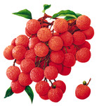 红色荔枝图片 水果PSD素材