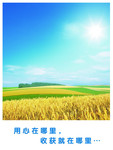 金黄麦子 企业宣传海报