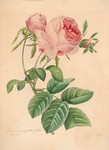 玫瑰花版画欣赏 法国画家雷杜德作品