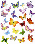 蝴蝶矢量素材 彩色蝴蝶图片