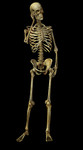 人體骨架圖 骷髏人圖片