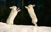 两只小白兔图片