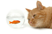猫咪图片 金鱼鱼缸