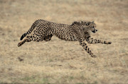 非洲猎豹图片 豹子图片