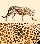 豹纹矢量图 豹子图片