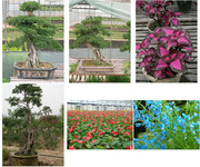 植物盆景图片 
