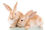 两只兔子 高清图片