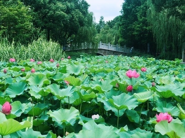 荷塘风景摄影图片素材