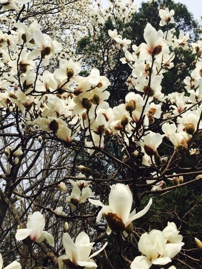 盛开的白玉兰花图片素材