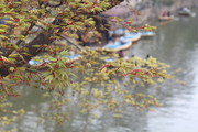 绿色枫叶图片 春天风景摄影