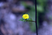 一朵小黄花 