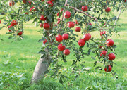 苹果树图片 红苹果图片
