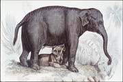 哺乳大象图片 素描素材