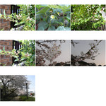 植物摄影图片