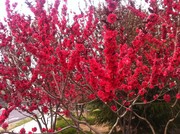 红樱花图片 樱花树摄影