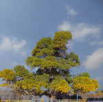 胡杨树图片 植物摄影