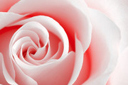 粉红玫瑰高清图片