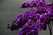 紫色蝴蝶花图片 花卉高清图