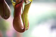 猪笼花图片 原创植物摄影作品
