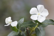 绿叶白花图片 植物花卉摄影
