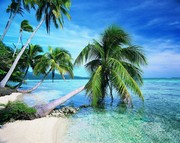 椰树高清图片 海滩风景摄影 