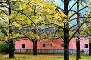 秋天树木图片 植物风景摄影