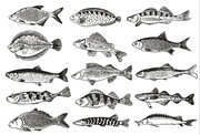 鱼的素描画 矢量鱼图片 