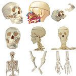 头部骨骼模型图片