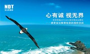 企业宣传海报设计 海鸥图片