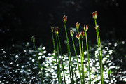 雨后植物摄影图片 泛光的图片