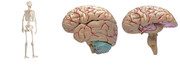 腦部結構圖 人體腦部模型