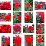 红玫瑰摄影图片 花园景色