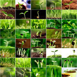 绿芽图片大全 嫩芽电脑壁纸图片