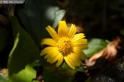 黄色花朵高清图片