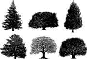 树木黑白图案 树木剪影素材 
