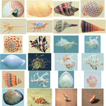 海螺贝壳图片大全